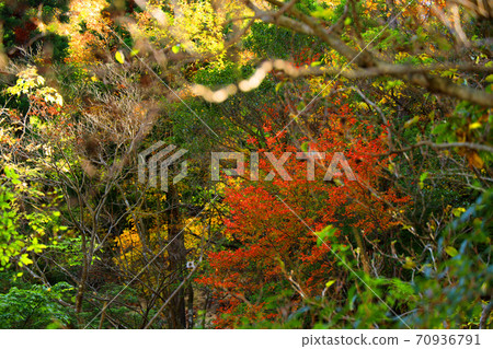 Autumn leaves, autumn, autumn colors, [October] in Komono, Mie-gun, Mie Prefecture 70936791