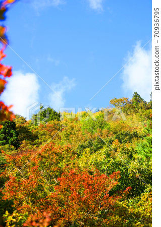 Autumn leaves, autumn, autumn colors, [October] in Komono, Mie-gun, Mie Prefecture 70936795