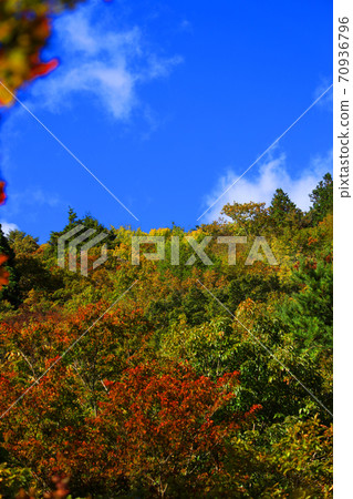 Autumn leaves, autumn, autumn colors, [October] in Komono, Mie-gun, Mie Prefecture 70936796