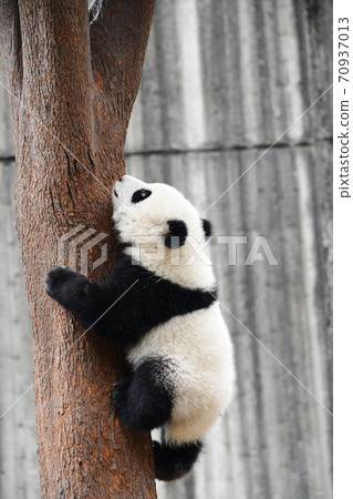 小熊貓 70937013