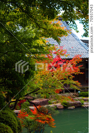 滋賀縣東近江市百草寺的秋葉風景，秋天，秋天風景，秋天的顏色[十月] 70937043