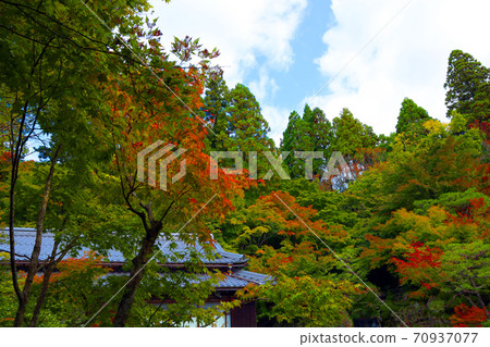 滋賀縣東近江市百草寺的秋葉風景，秋天，秋天風景，秋天的顏色[十月] 70937077