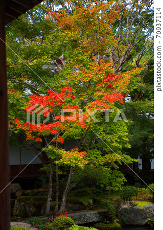 Autumn leaves scenery, autumn, autumn scenery, autumn colors of Hyakusaiji Temple in Higashiomi City, Shiga Prefecture, [October] 70937114