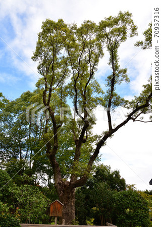 世博紀念公園日本花園百年老樟樹 70937316