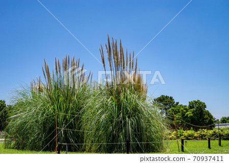 一個公園的風景，藍天與潘帕斯玻璃 70937411