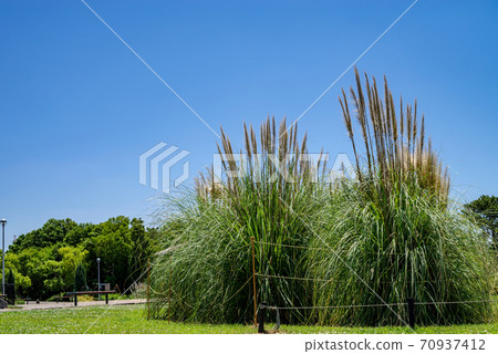 一個公園的風景，藍天與潘帕斯玻璃 70937412