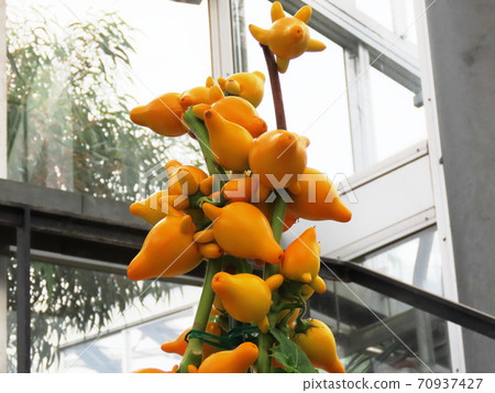 狐狸乳頭果 70937427