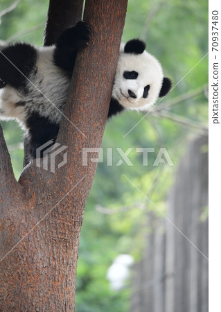 Child panda Child panda 70937480