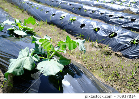 Broccoli grown on a weed-proof vinyl sheet Broccoli grown on a weed-proof vinyl sheet 70937814