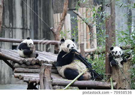 Parent-child Panda Parent-child Panda 70938536