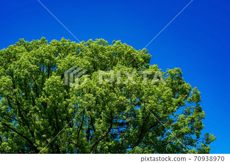 Blue sky and fresh green, big camphor tree 70938970
