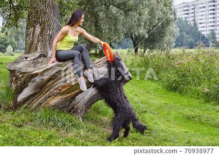 Female owner plays with black briard in public park at morning. Female owner plays with black briard in public park at morning. 70938977