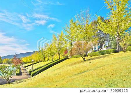 Fall ginkgo biloba tree 70939335