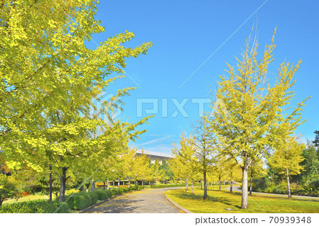 Fall ginkgo biloba tree 70939348