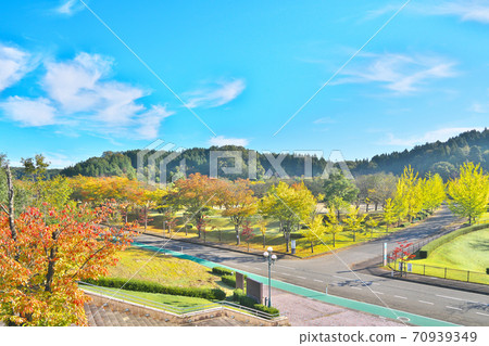 Fall ginkgo biloba tree 70939349