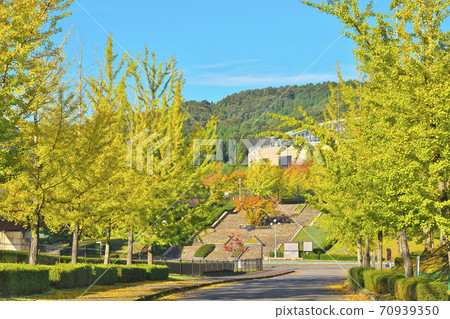 Fall ginkgo biloba tree 70939350