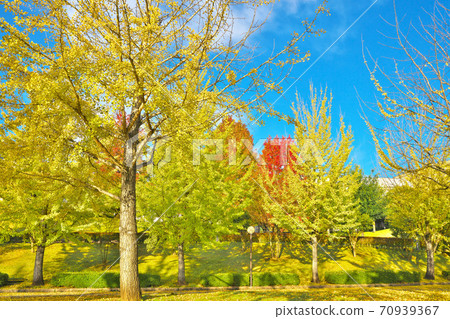 Fall ginkgo biloba tree 70939367