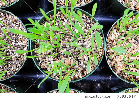Top view of catgrass growing in round pots 70939617