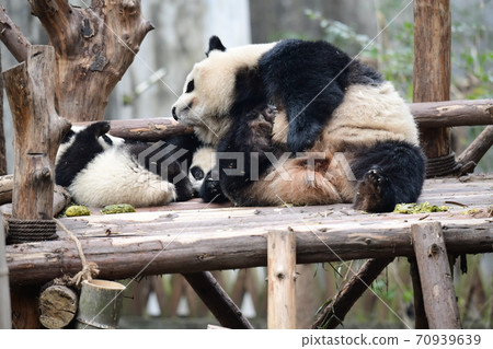 Parent-child Panda 70939639