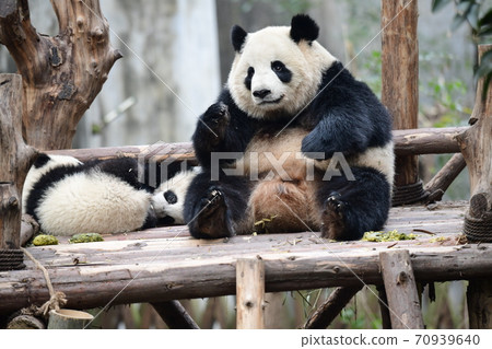 Parent-child Panda 70939640