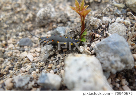 Caterpillar larva 70940675