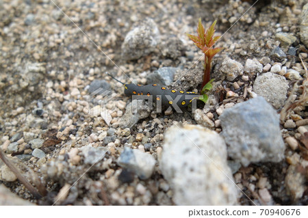 Caterpillar larva Caterpillar larva 70940676