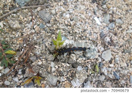 Caterpillar larva Caterpillar larva 70940679