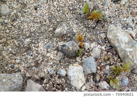 Caterpillar larva Caterpillar larva 70940681