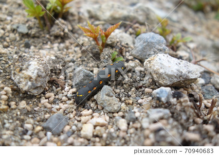 Caterpillar larva Caterpillar larva 70940683