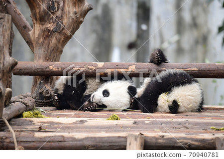 Baby panda Baby panda 70940781