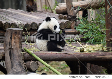 小熊貓 小熊貓 70940808