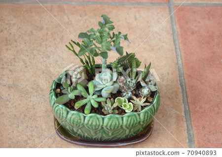 多肉植物群栽，日式盆栽 70940893