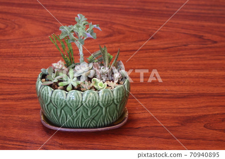 多肉植物群栽,日式盆栽 多肉植物群栽,日式盆栽 70940895