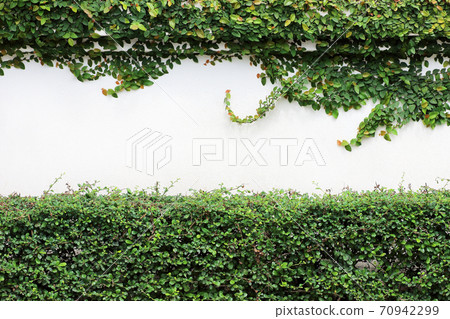 the green creeper plant on white wall 70942299