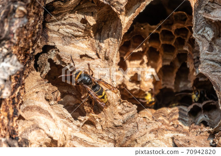 The European hornet, lat. Vespa crabro, is the largest eusocial wasp native to Europe 70942820