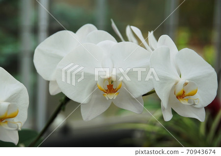 Phalaenopsis Orchid 70943674