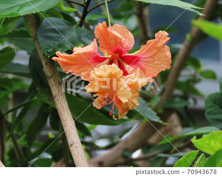 Hibiscus Hibiscus Hibiscus Hibiscus 70943678