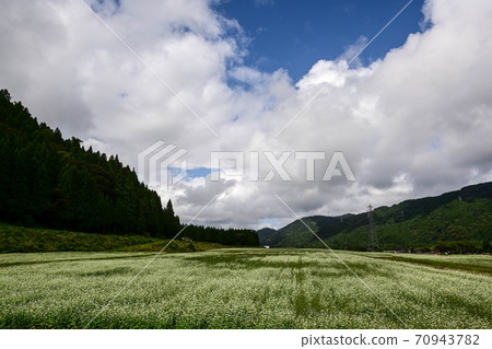 Soda field Soda field 70943782