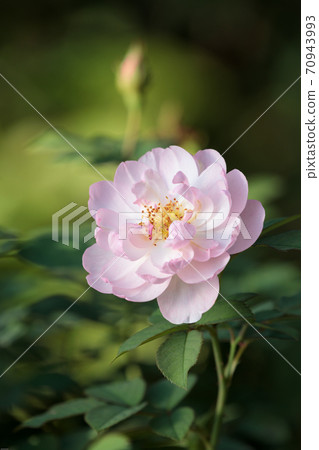 Rose 011 Scarborough Fair 70943993