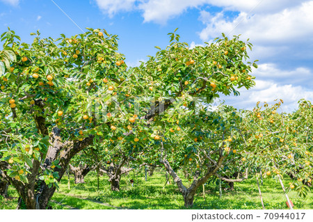 Persimmon field persimmon farm persimmon farmer 70944017