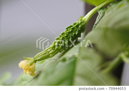年輕的苦瓜果實，頂端有一朵枯萎的花朵 70944053