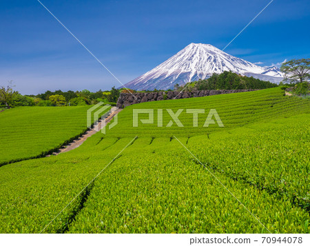 靜岡四月/富士市:富士山和今宮出芽的茶園 靜岡四月/富士市:富士山和今宮出芽的茶園 70944078
