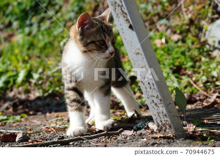 Cute Kijitora white stray cat kitten 70944675