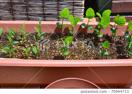 種植園主發芽的埃達豆和玉米幼苗 70944713