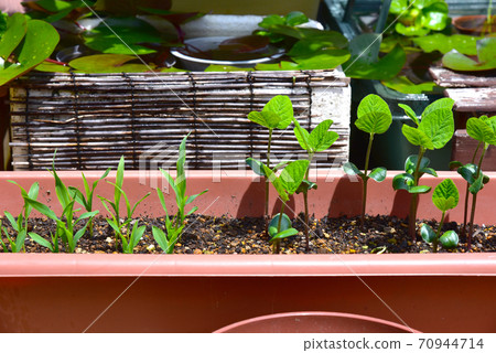 Home time: Green soybeans and corn seedlings that sprouted a lot of seeds in a planter Home time: Green soybeans and corn seedlings that sprouted a lot of seeds in a planter 70944714