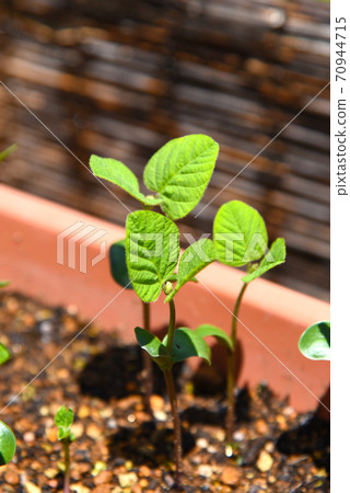 Green soybean seedlings that have been sown in a planter Green soybean seedlings that have been sown in a planter 70944715