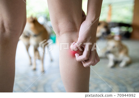 Concept of SFTS virus,close up,hand of asian child girl was scratching her legs,itching after touching,playing with the dogs,dangerous tick flea or insect bite,spread and infection from ticks in dogs Concept of SFTS virus,close up,hand of asian child girl was scratching her legs,itching after touching,playing with the dogs,dangerous tick flea or insect bite,spread and infection from ticks in dogs 70944992