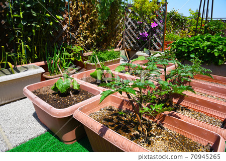 我在一個春季家庭花園播種機中種植了番茄，黃瓜和茄子苗 70945265