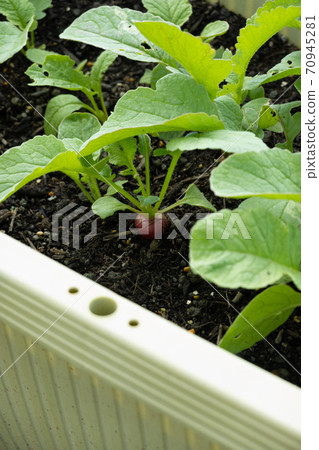Radish Radish 70945281