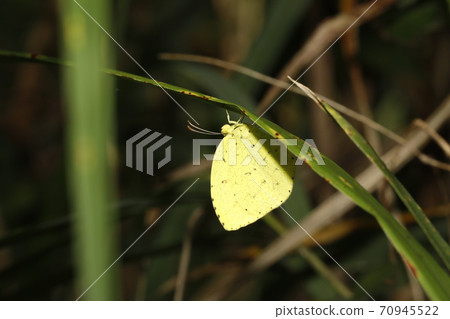 Northern Spotted Butterfly Northern Spotted Butterfly 70945522